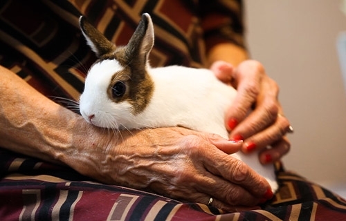 Petits animaux